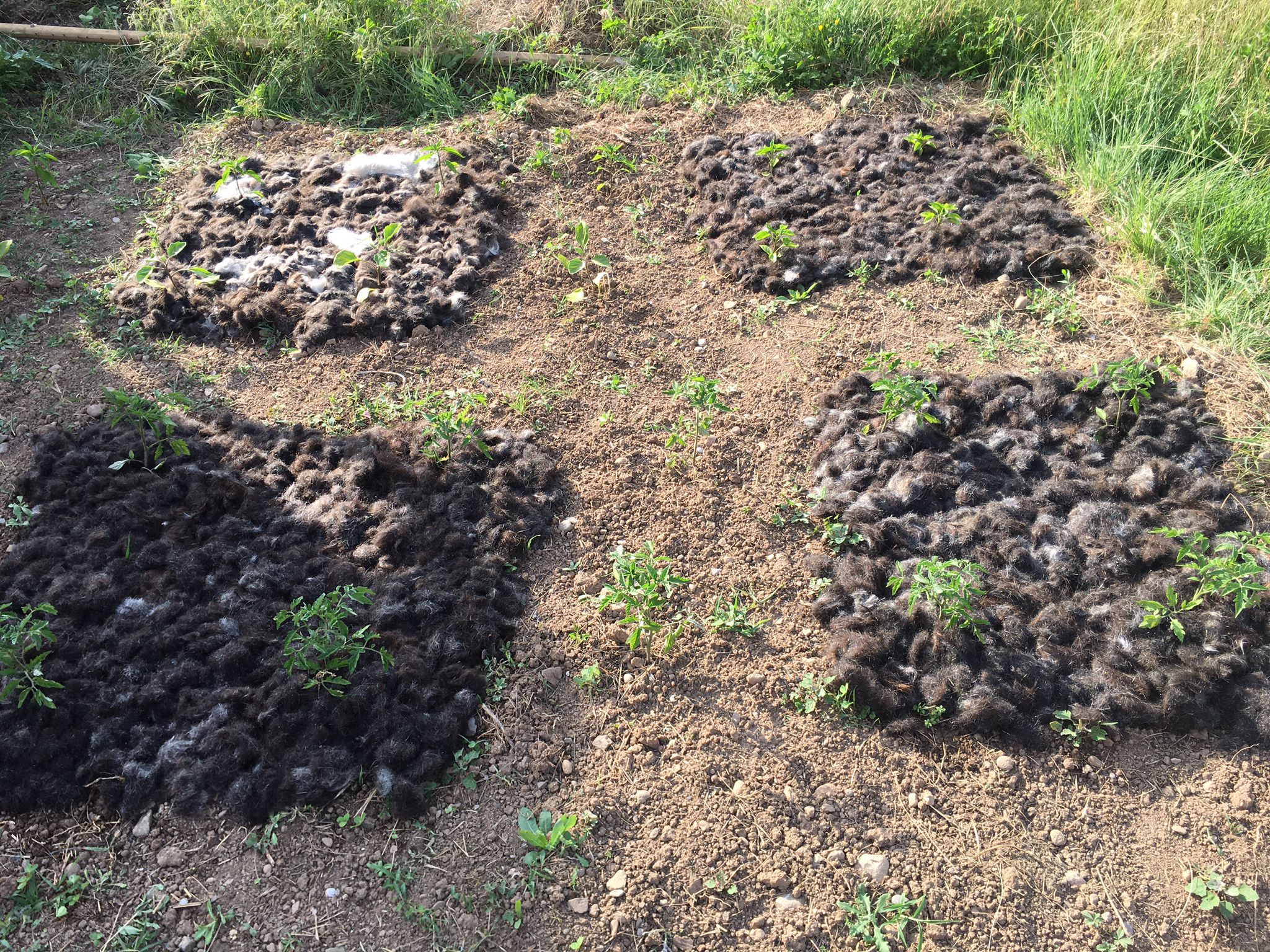 Test plots exploring different natural-fibre soil applications